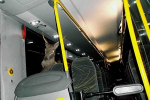 У австрії оленя літав у кабіні автобуси через лобове скло У австрії оленя літав у кабіні автобуси через лобове скло